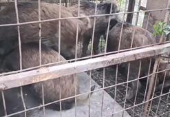 Çatalca'da kaçak avcıların kurduğu domuz tuzakları bulundu
