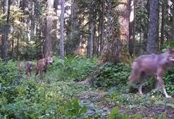 Bolu ormanlarındaki yaban hayatı fotokapanlarda