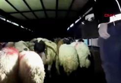 29 küçükbaşın karın boşluğuna gizlenmiş 54,6 kilo metamfetamin ele geçirildi: 2 gözaltı