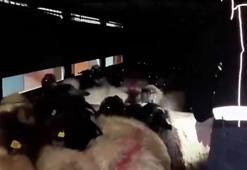 29 küçükbaşın karın boşluğuna gizlenmiş 54,6 kilo metamfetamin ele geçirildi: 2 gözaltı