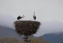 Köye 10 yıl önce gelen leylekler göç etmiyor