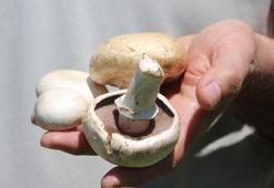 Yenilebilir olduğu düşünülen her 3 mantardan 1'i sizi hastanelik edebilir