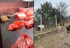 Barınakta çöp poşetlerindeki ölü köpekler için soruşturma