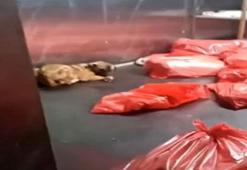 Ankara Büyükşehir Belediyesi'nden 'barınak' açıklaması