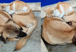 Nazilli'de kedi ile köpek arasındaki bağ dikkat çekiyor