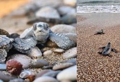 Antalya'da yarım milyona yakın caretta yavrusu denizle buluştu
