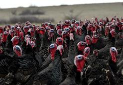Tekirdağ'da yılbaşı öncesi hindi satışları arttı; dişi hindiye ilgi daha fazla