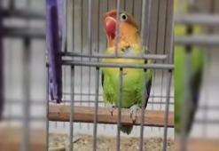 Çanakkale'de 9 papağan ele geçirildi