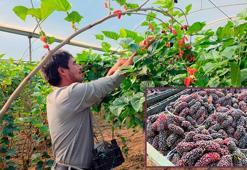 Karadut, fiyatıyla yüz güldürdü