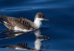 Güney Okyanusu'nda yaşayan büyük yelkovan kuşu, Türkiye’de ilk kez görüntülendi
