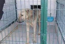 Otomobile iple bağlanıp çekilen köpek, bakıma alındı