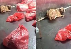 ABB'den 'çöp poşetinde ölü köpek' soruşturması açıklaması