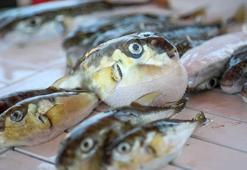 Antalya'da 'balon balığı avcıları', 1 milyon 227 bin 144 lira kazandı