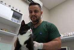 Bursa'da 'sokak canları'na ücretsiz kısırlaştırma ve check up imkanı