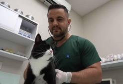 Bursa'da 'sokak canları'na ücretsiz kısırlaştırma ve check up imkanı