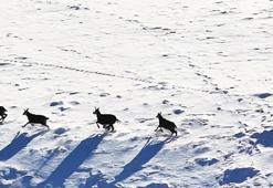 Munzur Dağları'nda, çengel boynuzlu dağ keçileri görüntülendi