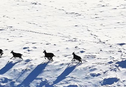 Munzur Dağları'nda, çengel boynuzlu dağ keçileri görüntülendi