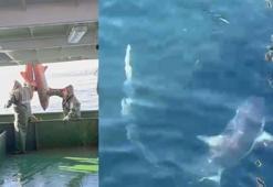 Ağlarına takılan 2 köpek balığını doğal ortamına bıraktılar