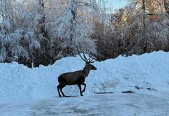 Karla kaplanan Kuzu Yayla Tabiat Parkı'nda kızılgeyik görüntülendi
