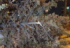 Bursa’da kuvvetli rüzgar nedeniyle ağaç devrildi