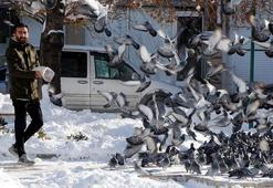 Esnaf, sokaktaki güvercinleri 20 yıldır besliyor