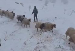 Karda mahsur kalan çoban ve 800 küçükbaş hayvan kurtarıldı