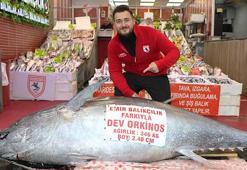 Düzce’de avlanan 346 kiloluk orkinos, Samsun’da satışa çıkarıldı