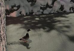 Göl dondu, ördekler yüzemeyince yürümeye başladı