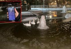 Ankara'nın simgelerinden Kuğulu Park'taki havuz buz tuttu