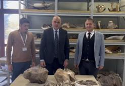 Tuzluca’da bulunan 30 milyon yıllık dev gergedan fosili, MTA Tabiat Tarihi Müzesi’nde