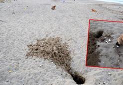Her 10 caretta yuvasından 1'i tahrip oldu; en büyük sebep tatilcilerin bıraktığı köpekler