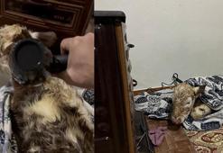 Soğuktan etkilenen buzağıyı evine getirip, fön makinesi ile kuruttu