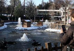 Ankara'da Kuğulu Park havuzu ve Eymir Gölü buz tuttu