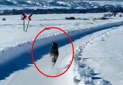 Karlı yolda paletli ambulansın önünden koşan kurt görüntülendi