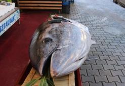 Düzce açıklarında bir gün sonra bu kez de 353 kiloluk orkinos yakalandı