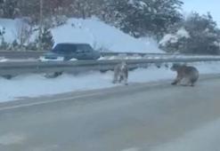 Kara yoluna çıkan bozayılar kamerada