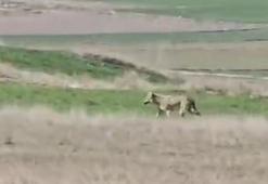 Tarlanın etrafında dolaşan kurt kamerada