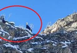 Feke’de dağda mahsur kalan 18 keçi kurtarılmayı bekliyor