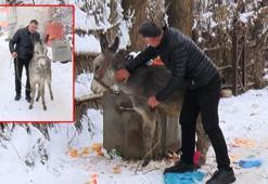 Muşlu yerel sanatçı, kışın ölüme terk edilen at ve eşeklere sahip çıkıyor