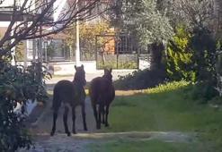 Aydın'da aç kalan yılkı atları, şehir merkezine indi