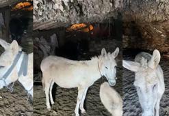 Kardan etkilenen eşekleri sahiplenip, bakmaya başladı