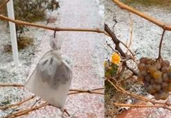 Kırşehir'de eksi 10 derecede dalında bıraktığı üzümleri topladı