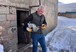 Donmak üzereyken bulduğu leyleği evinde hayata döndürdü