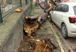 Şişli ve Beşiktaş’ta ağaçlar park halindeki araçların üzerine devrildi