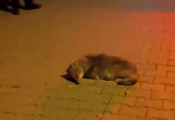 Samsun'da bitkin halde bulunan yavru çakal, tedaviye alındı