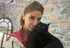 Sokağa terk edilen engelli kedi 'Bulut', tedaviye alındı