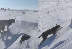 Atıyla gezerken vaşakla karşılaştı