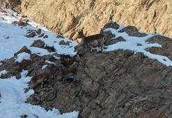 Hakkari'de, aç kalan yaban keçileri yol kenarına indi