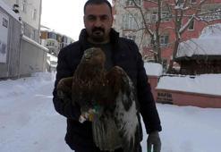 Kızıl şahini donmaktan kurtardılar