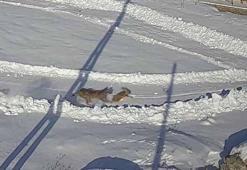 Köye inen vaşağın tavşan avı kamerada